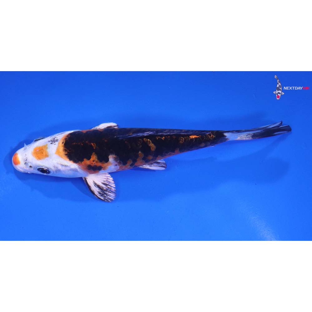 4.5” Imported Yamato Nishiki