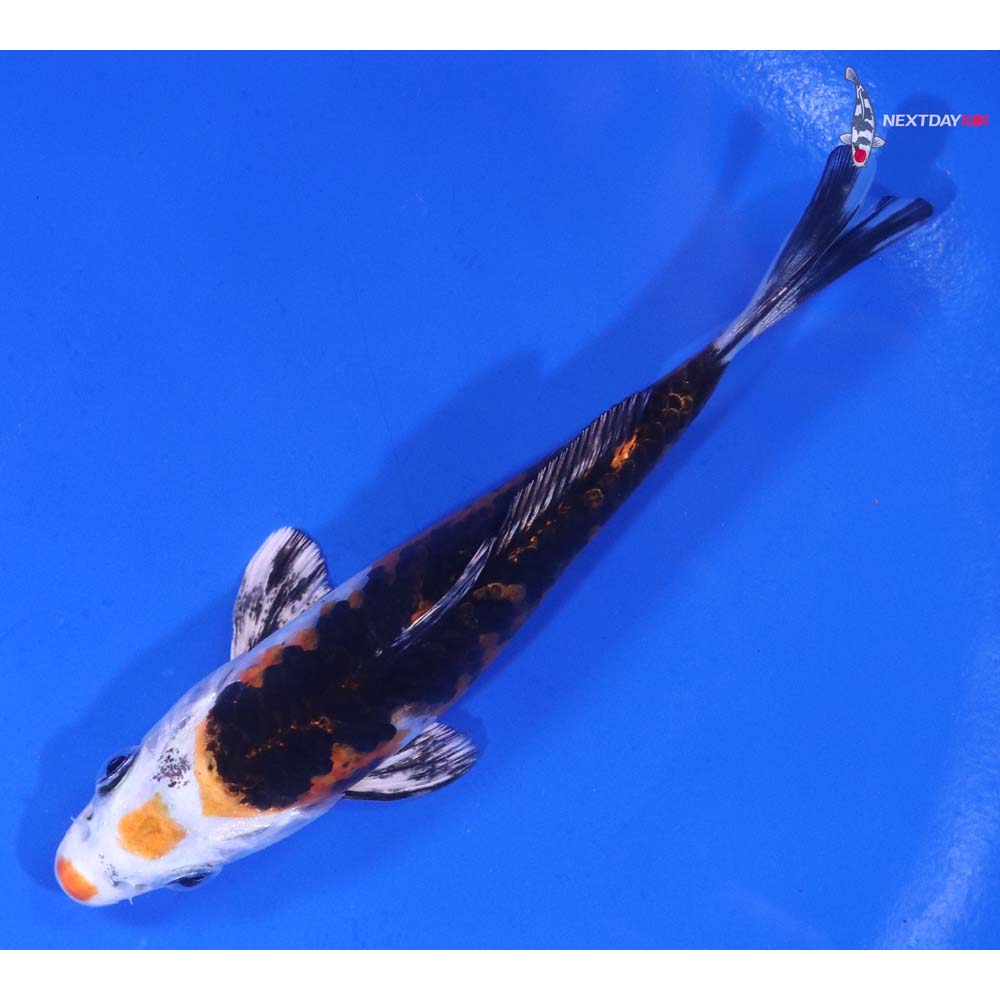 4.5” Imported Yamato Nishiki