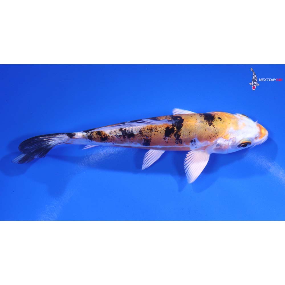 5” Imported Heisei Nishiki