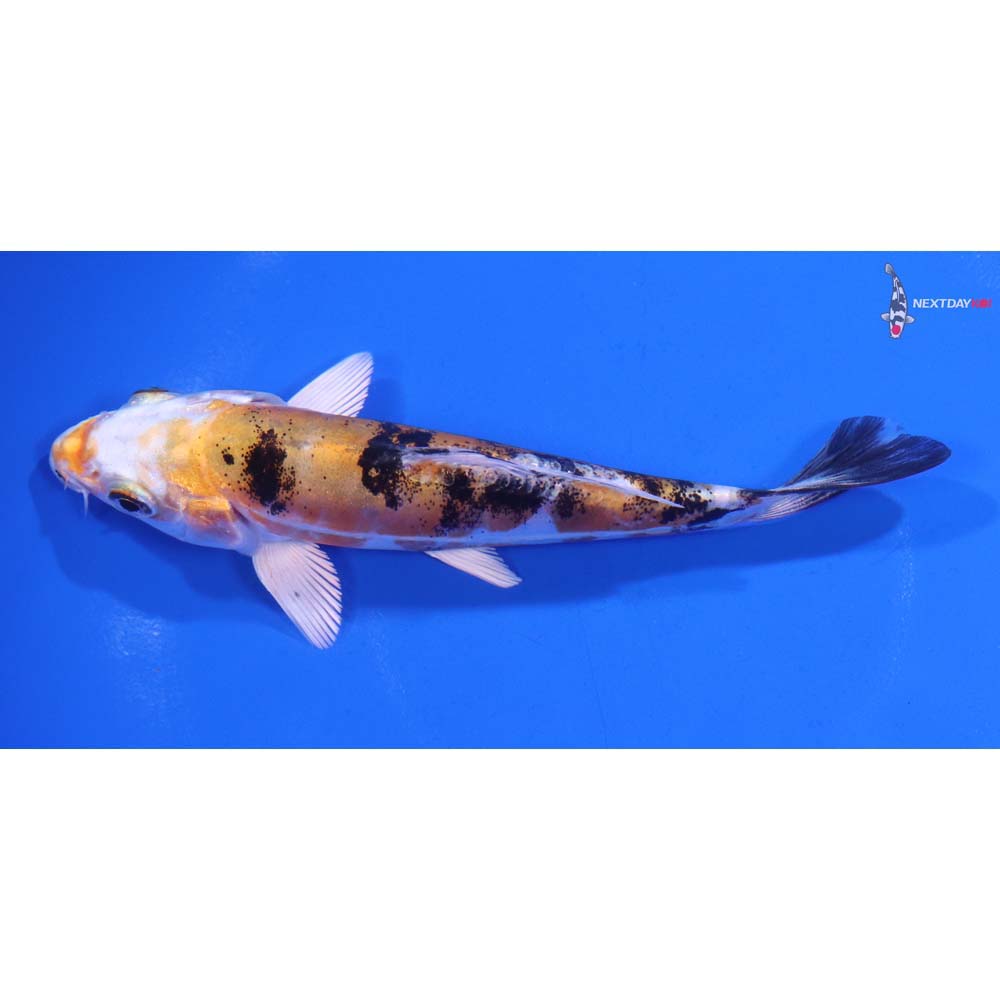 5” Imported Heisei Nishiki