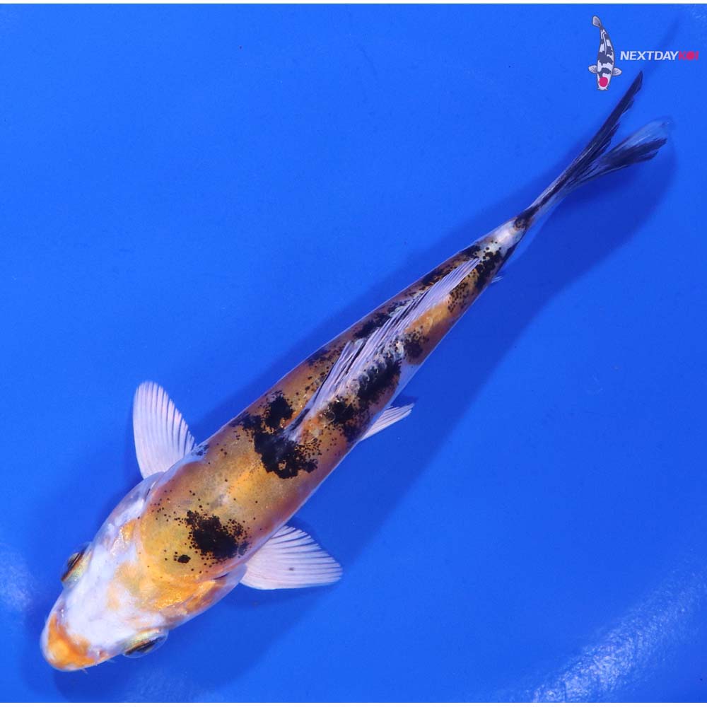 5” Imported Heisei Nishiki