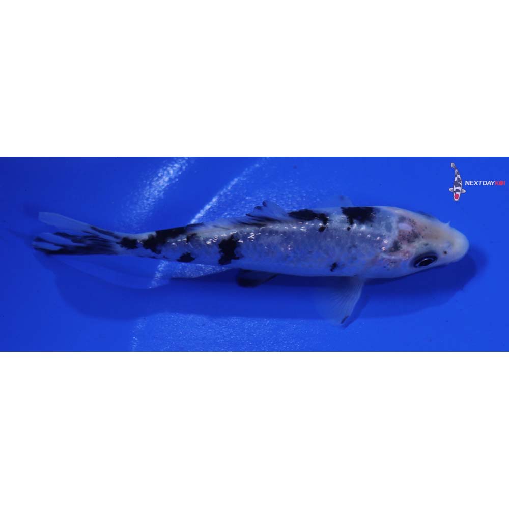 4” Imported Shiro Bekko