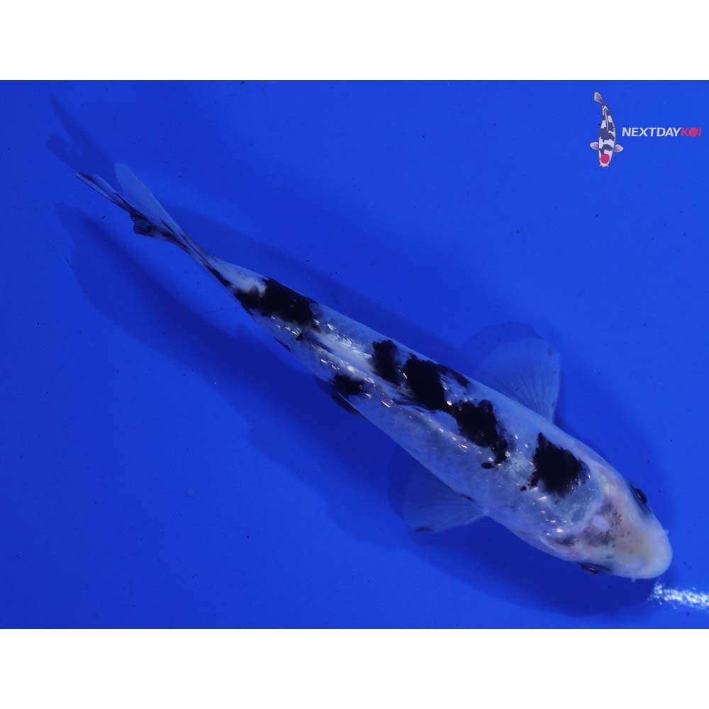 4” Imported Shiro Bekko