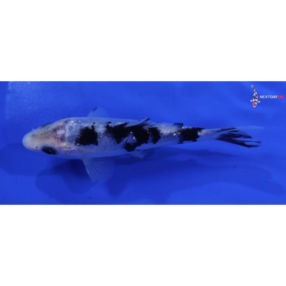 4” Imported Shiro Bekko
