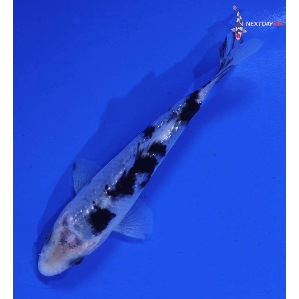 4” Imported Shiro Bekko