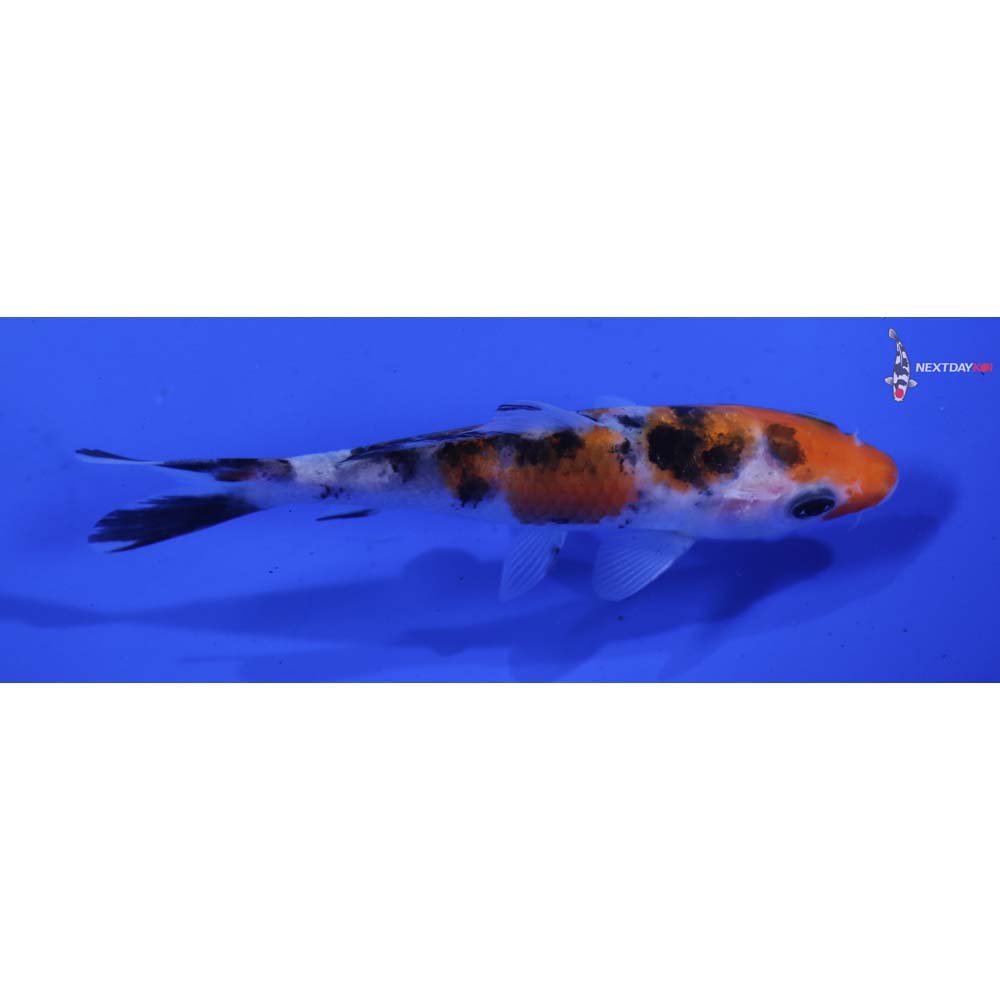 4.5” Imported Sanke