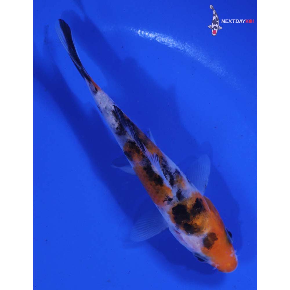 4.5” Imported Sanke