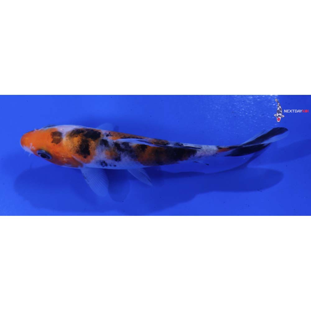 4.5” Imported Sanke