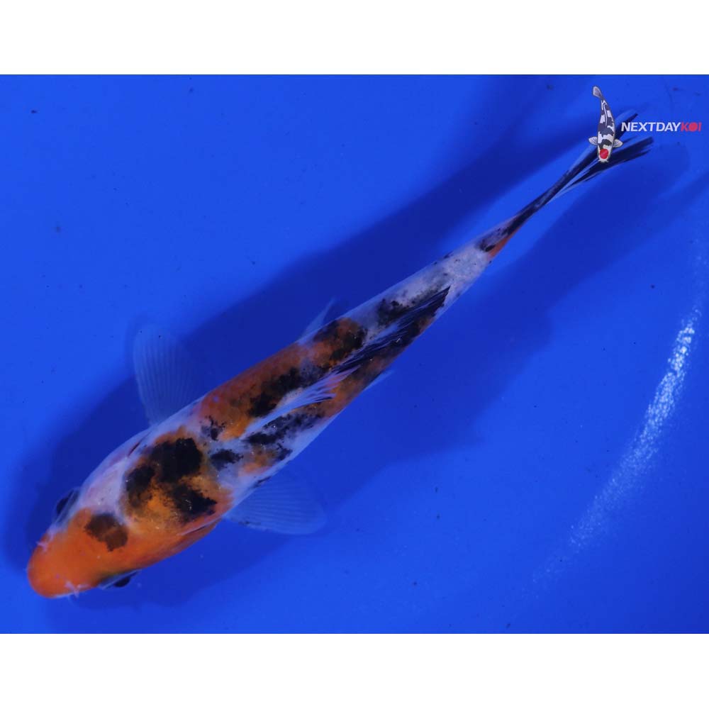 4.5” Imported Sanke