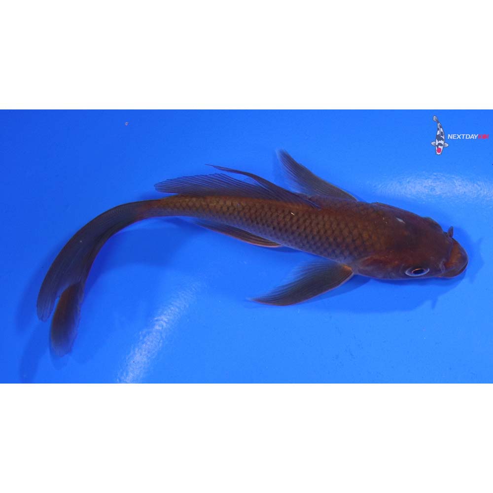 5” Imported Chagoi Butterfly Koi