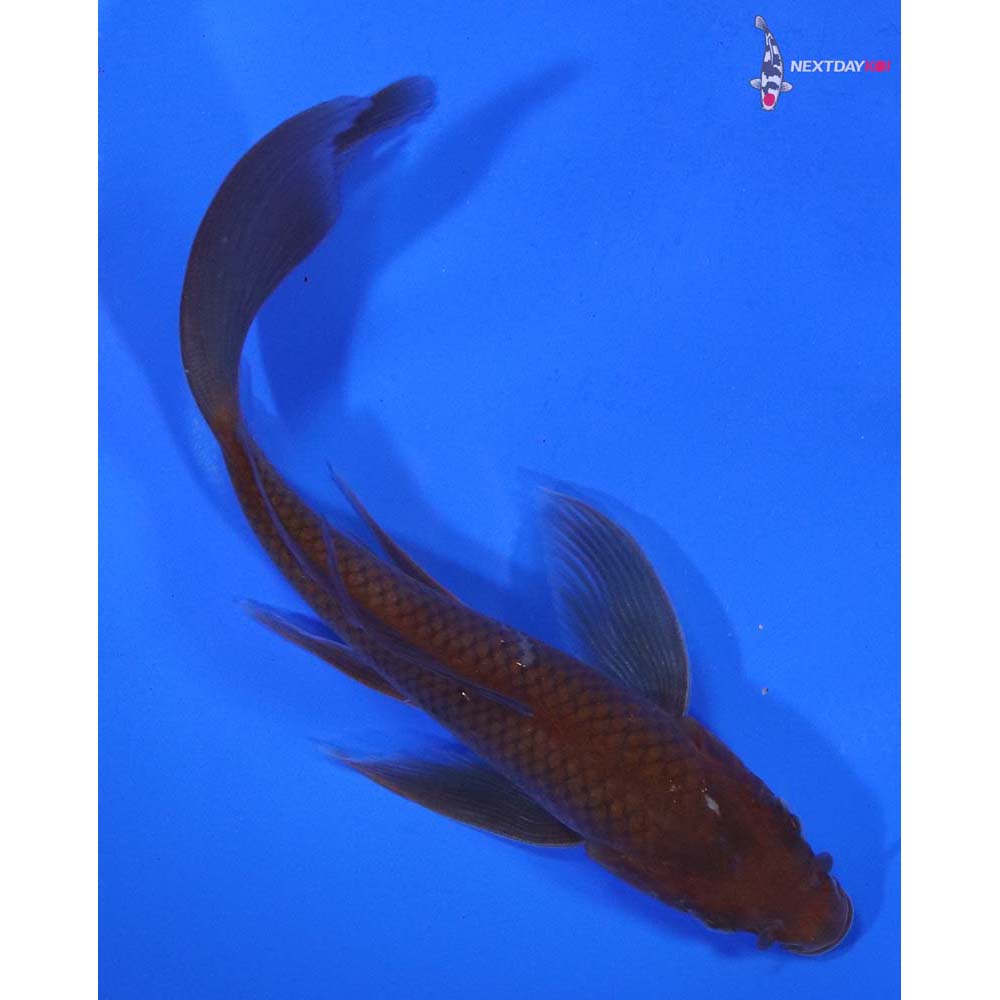 5” Imported Chagoi Butterfly Koi