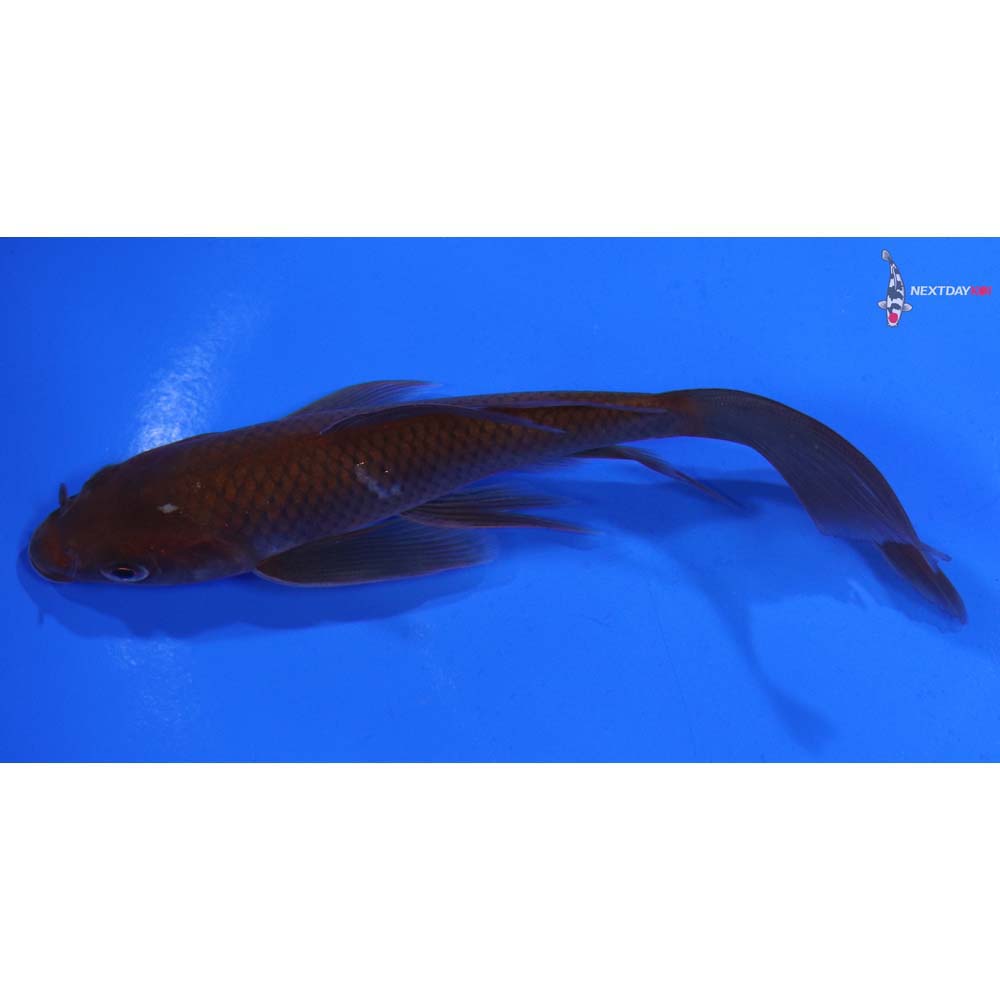 5” Imported Chagoi Butterfly Koi