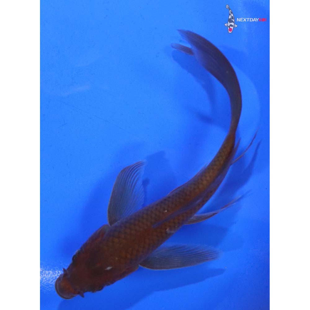 5” Imported Chagoi Butterfly Koi