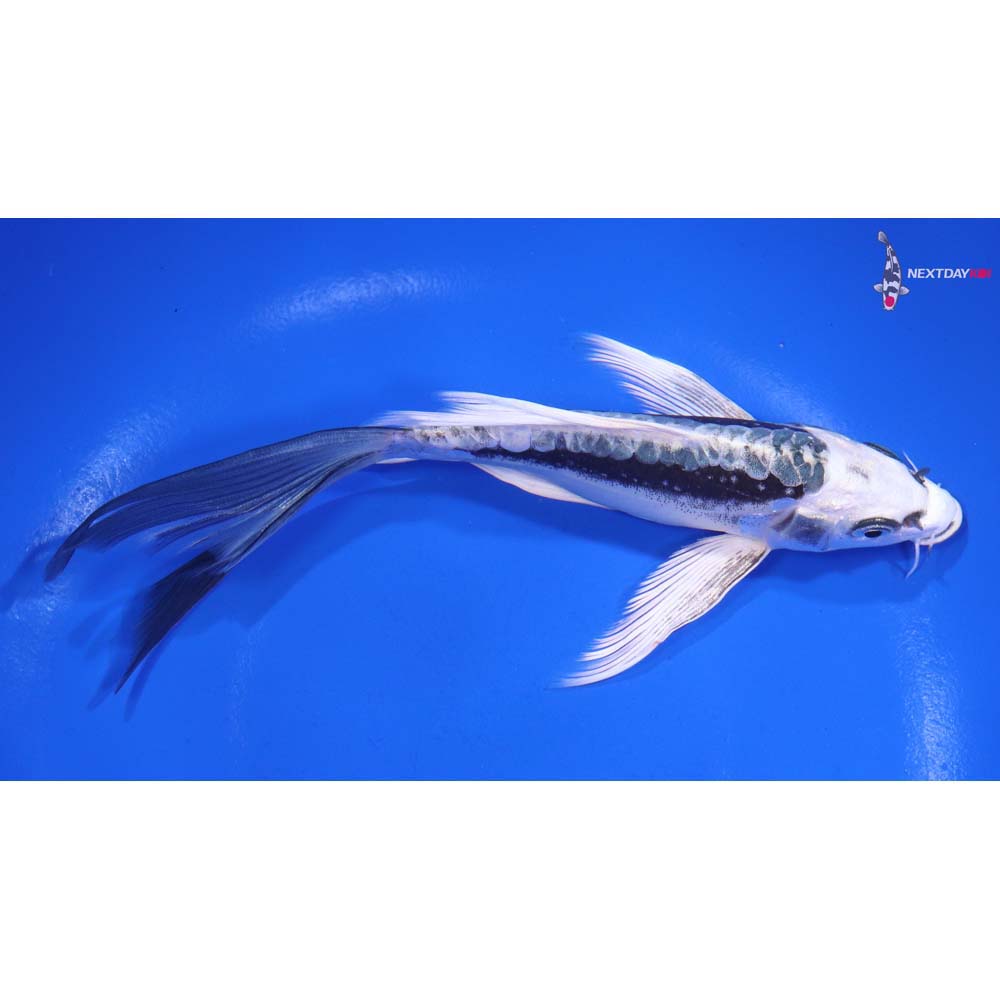 6.5” Imported Kikokuryu Butterfly Koi