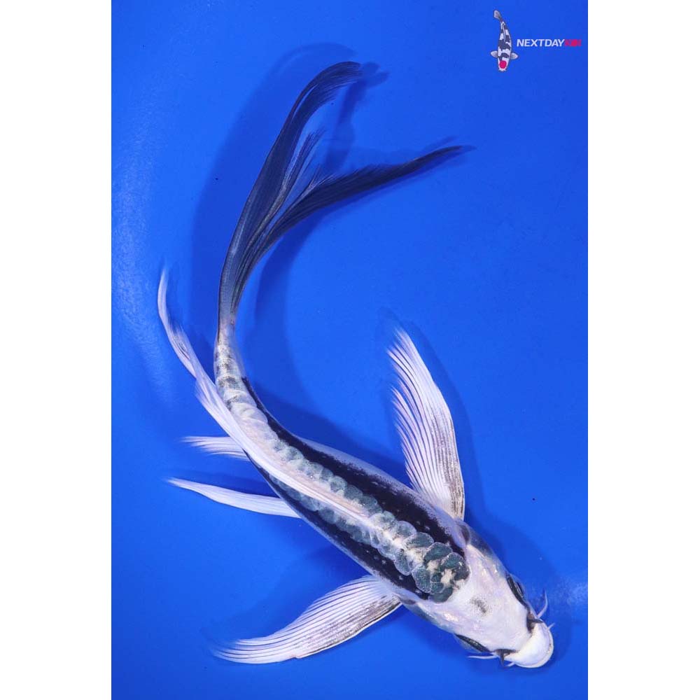 6.5” Imported Kikokuryu Butterfly Koi