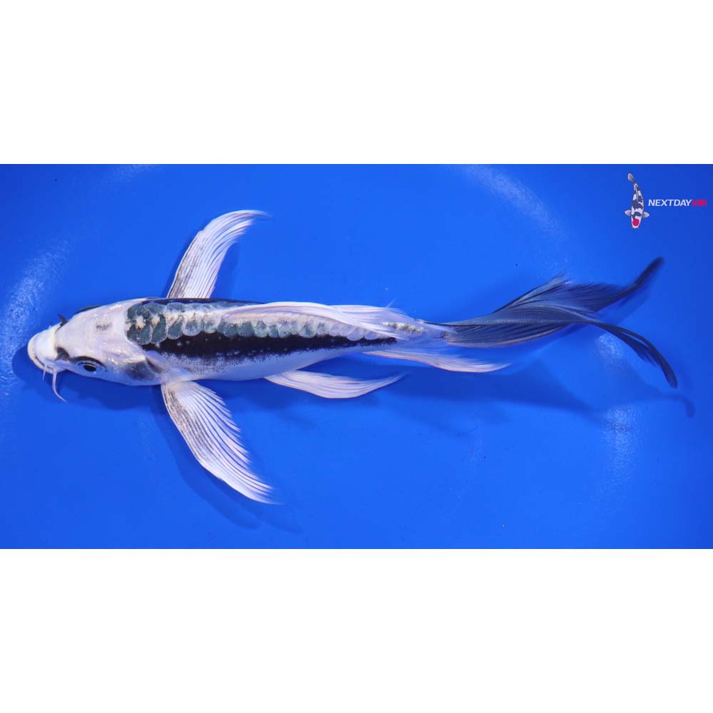 6.5” Imported Kikokuryu Butterfly Koi