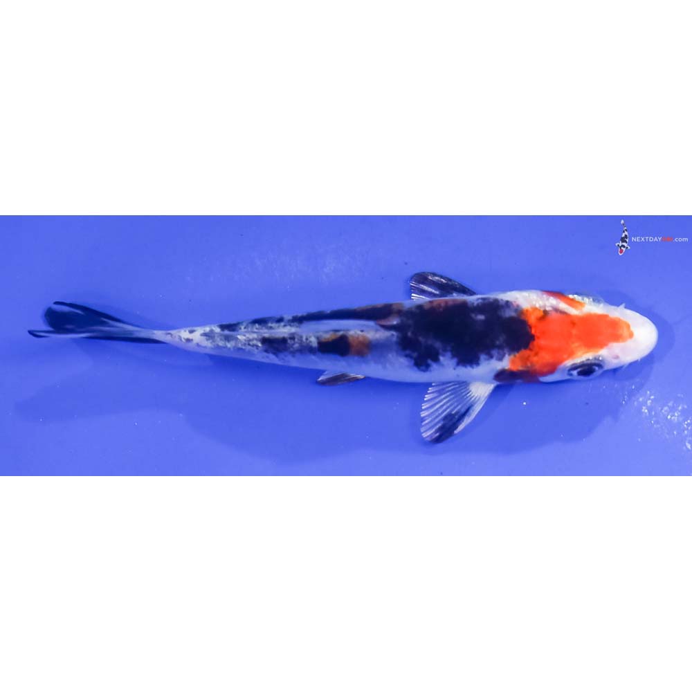 3.5” Imported Yamato Nishiki