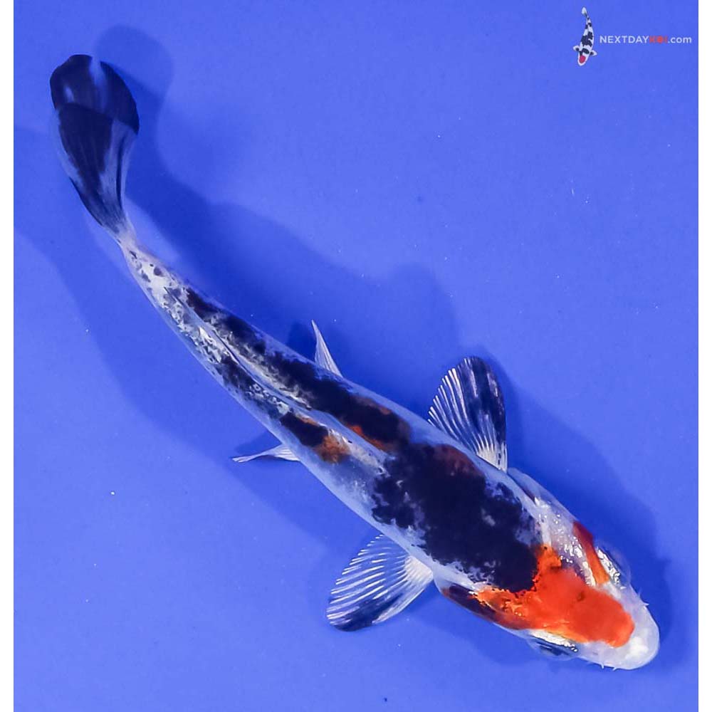 3.5” Imported Yamato Nishiki