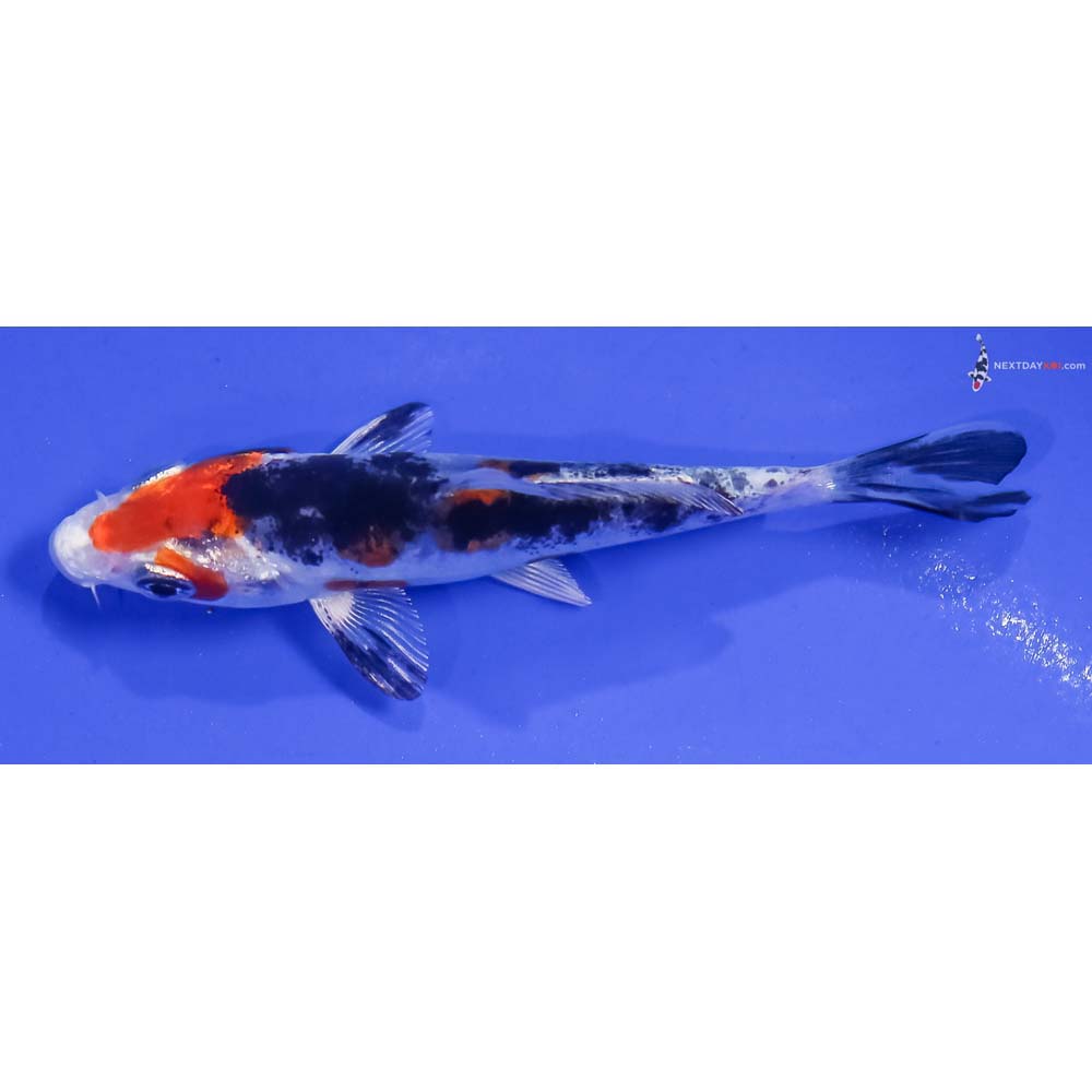 3.5” Imported Yamato Nishiki