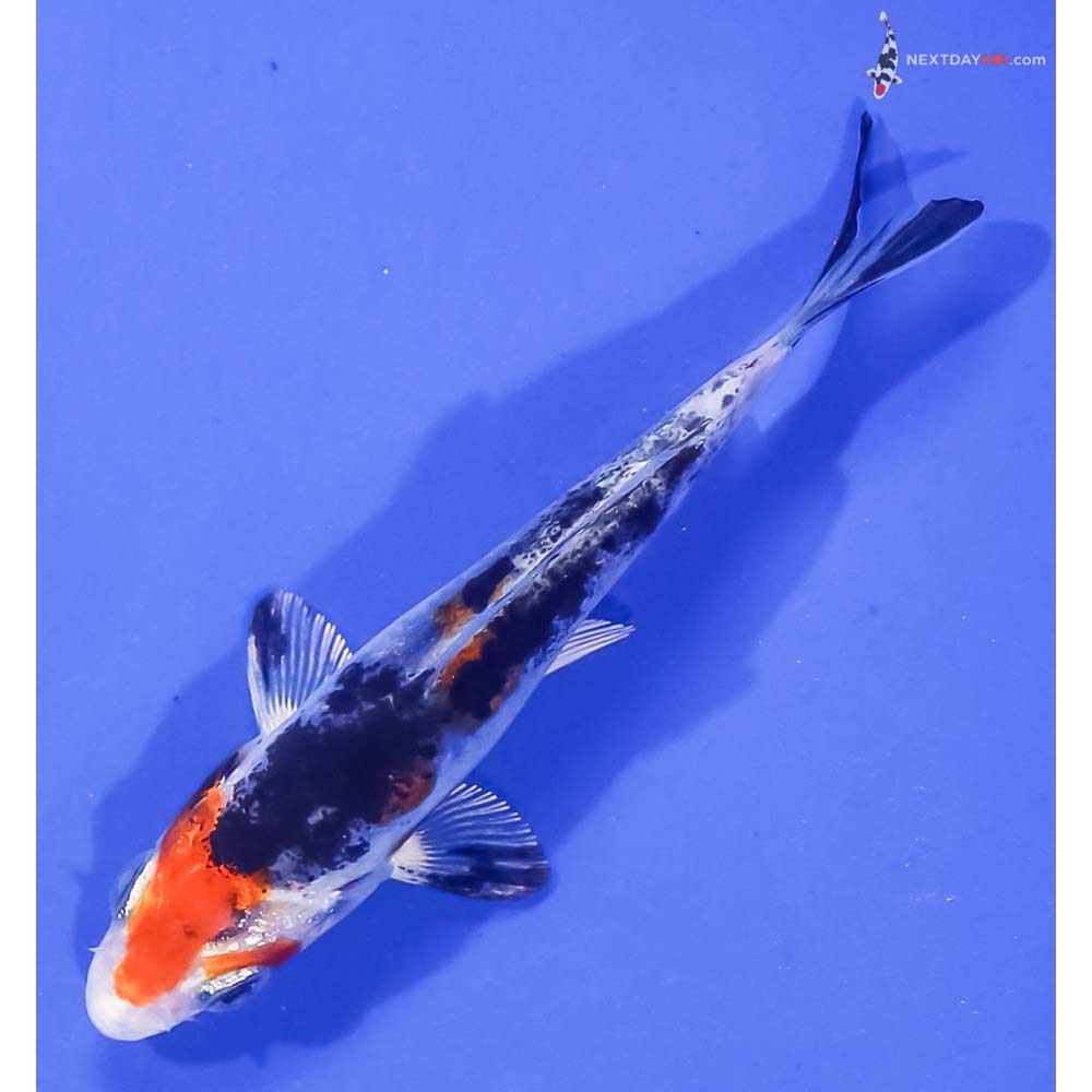 3.5” Imported Yamato Nishiki