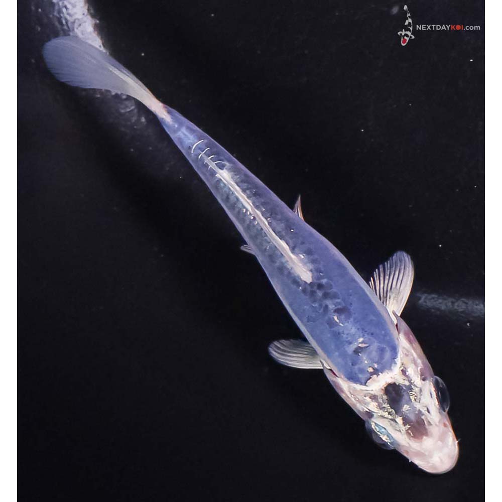 4” Imported Doitsu Blue Gin Matsuba