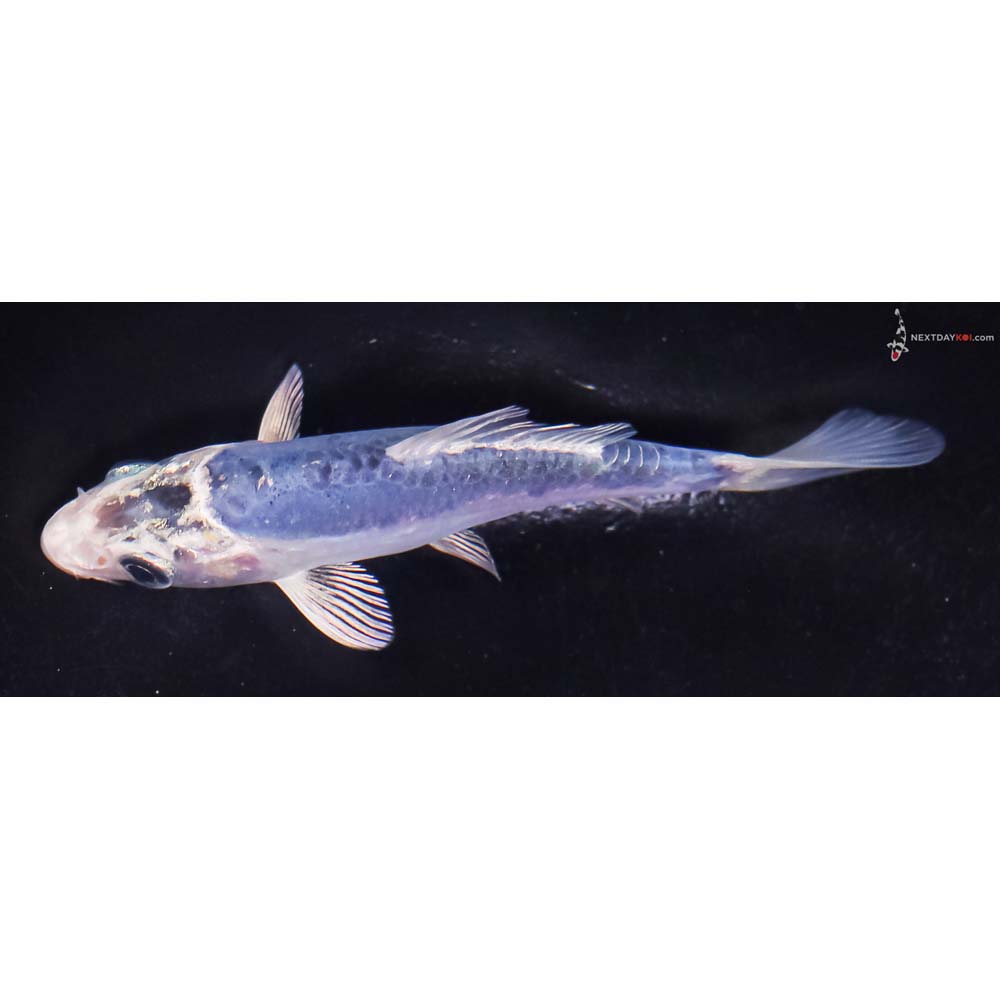 4” Imported Doitsu Blue Gin Matsuba