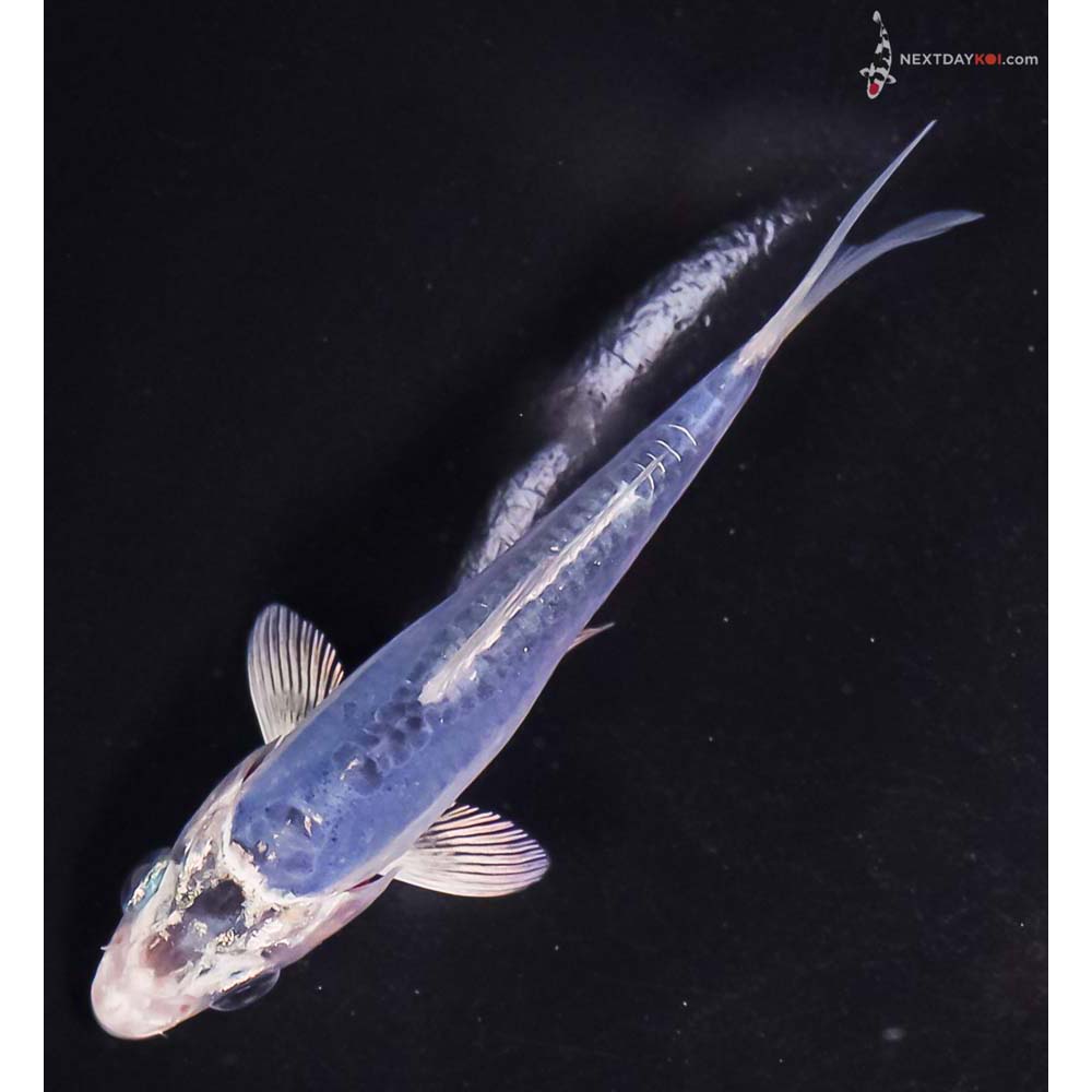 4” Imported Doitsu Blue Gin Matsuba