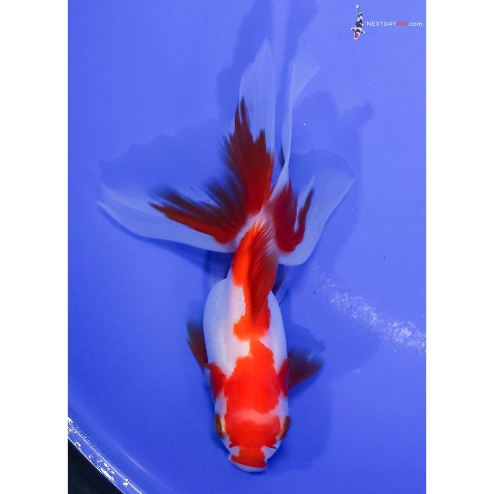 4” Imported Red and White Oranda