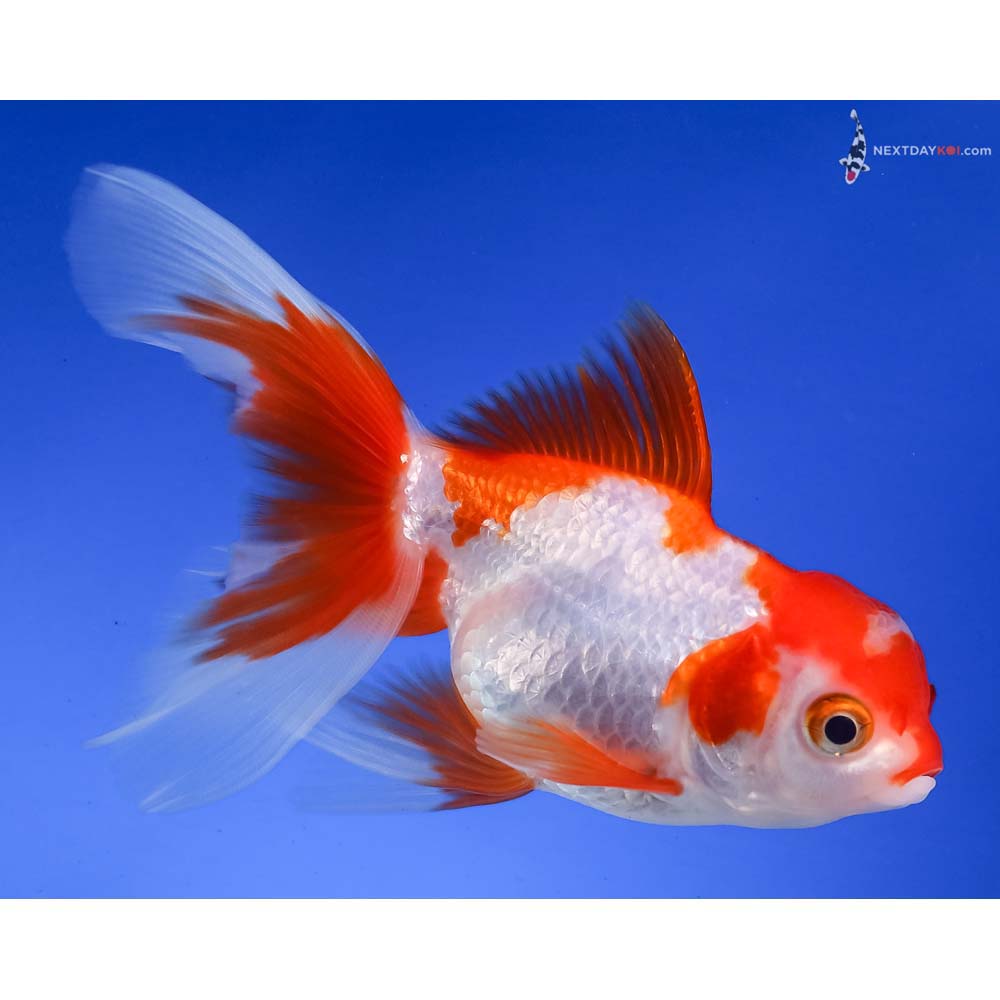 4” Imported Red and White Oranda