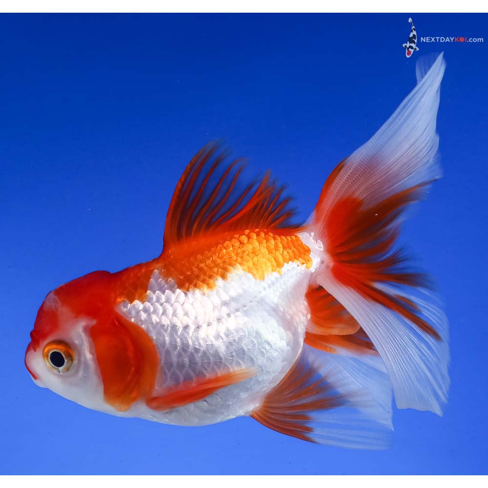 4” Imported Red and White Oranda