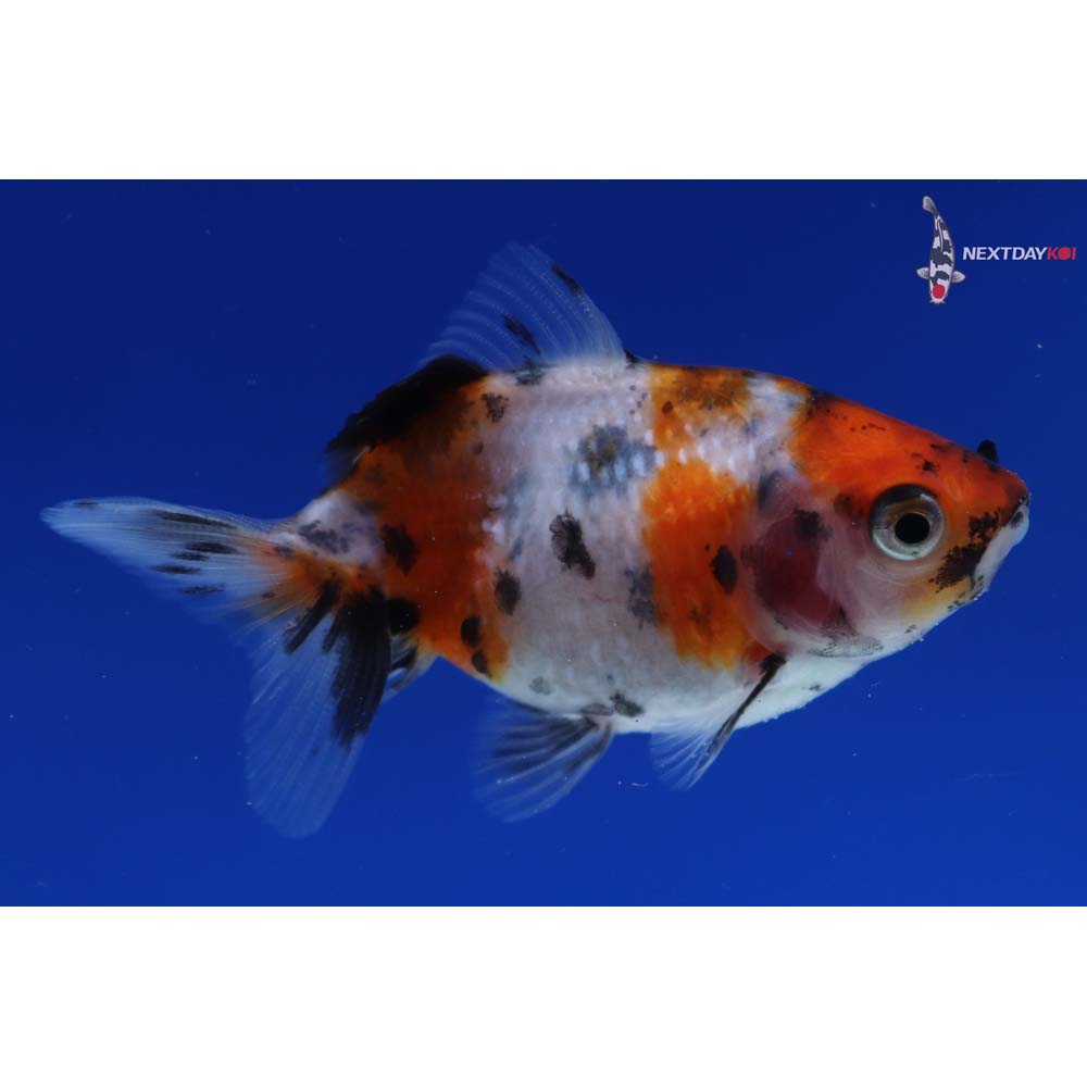 2” Imported Calico Pearlscale