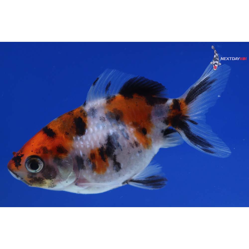 2” Imported Calico Pearlscale