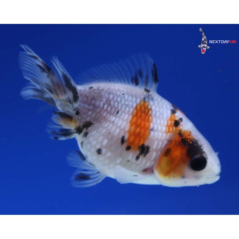 2.5” Imported Calico Pearlscale