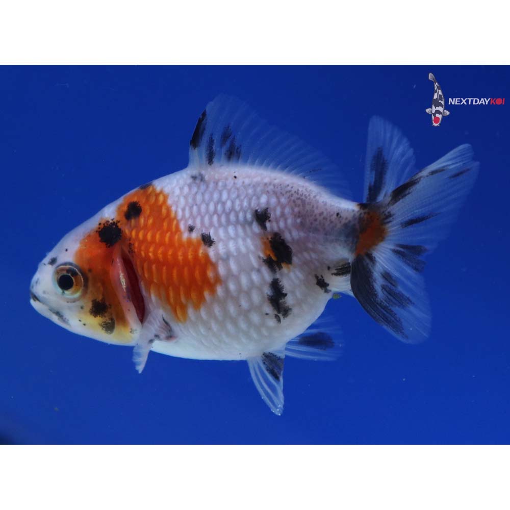 2.5” Imported Calico Pearlscale