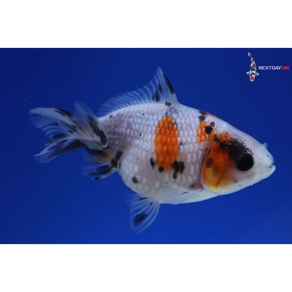 2.5” Imported Calico Pearlscale