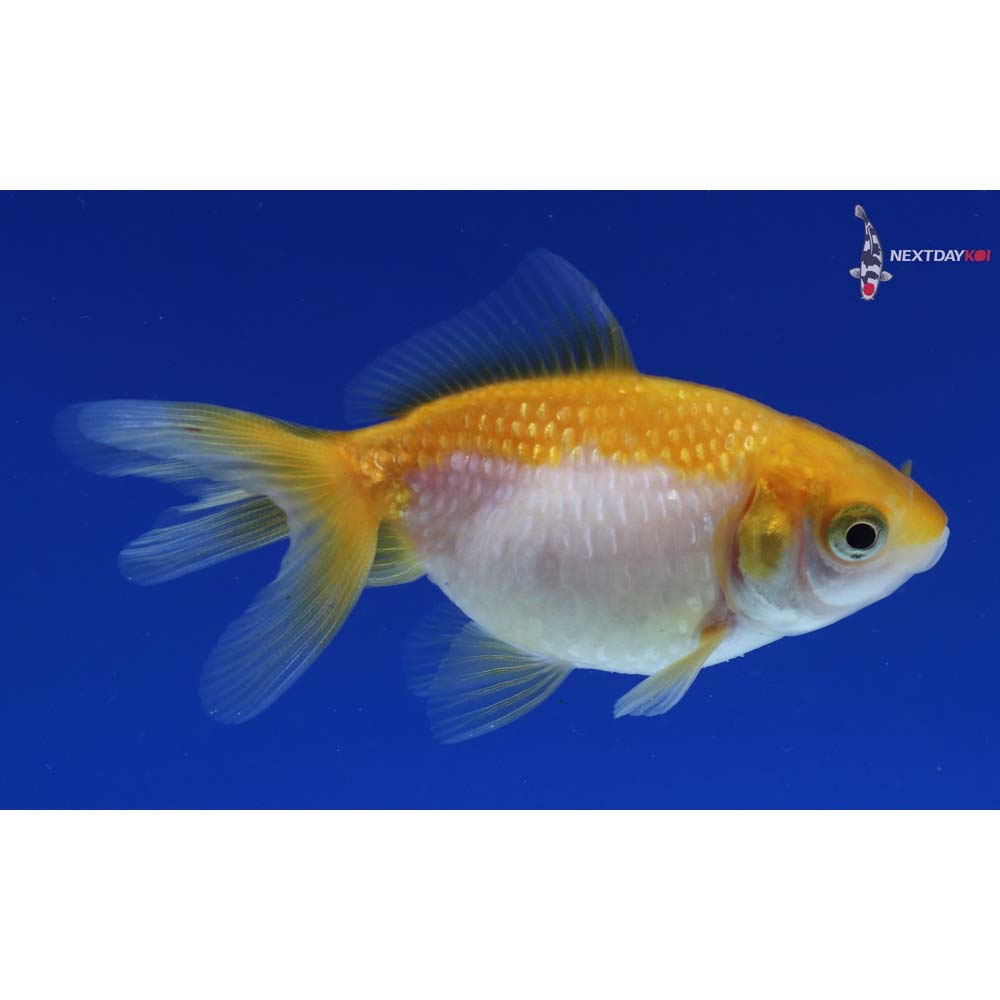 2.5” Imported Yellow and White Pearlscale