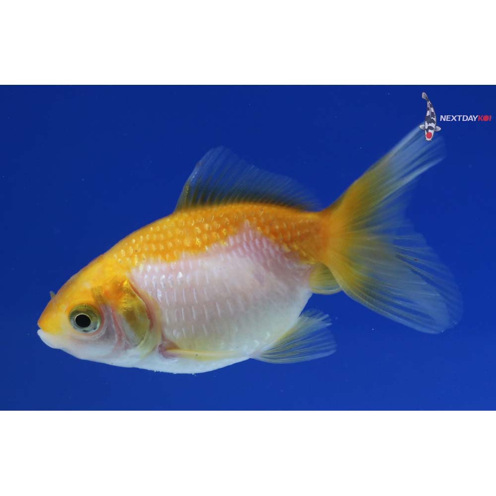 2.5” Imported Yellow and White Pearlscale