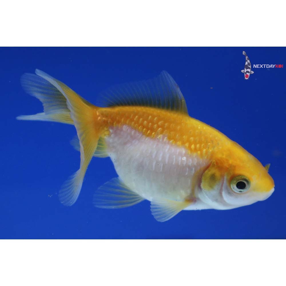 2.5” Imported Yellow and White Pearlscale