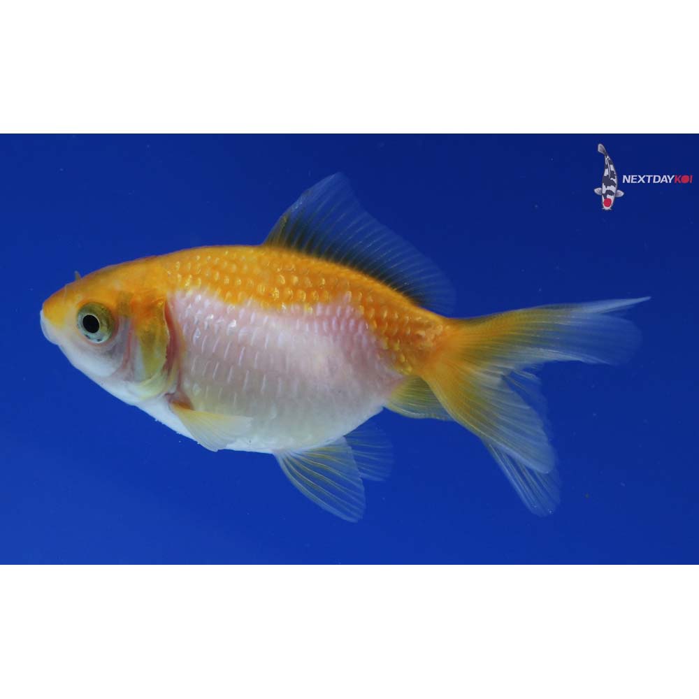 2.5” Imported Yellow and White Pearlscale