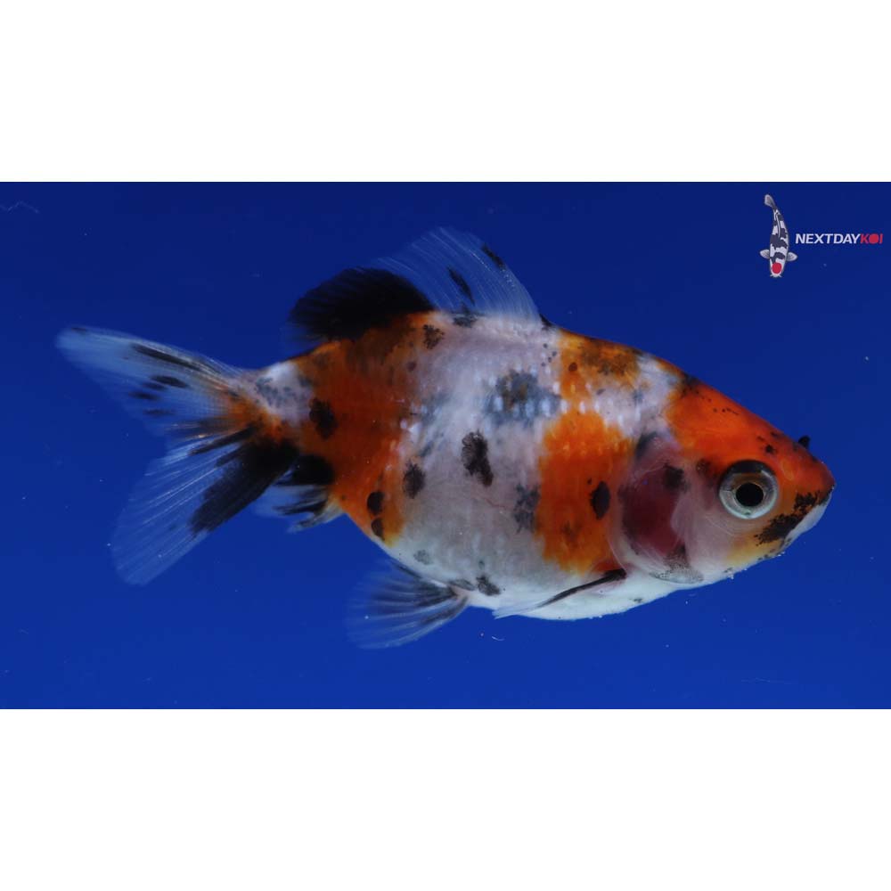 2” Imported Calico Pearlscale