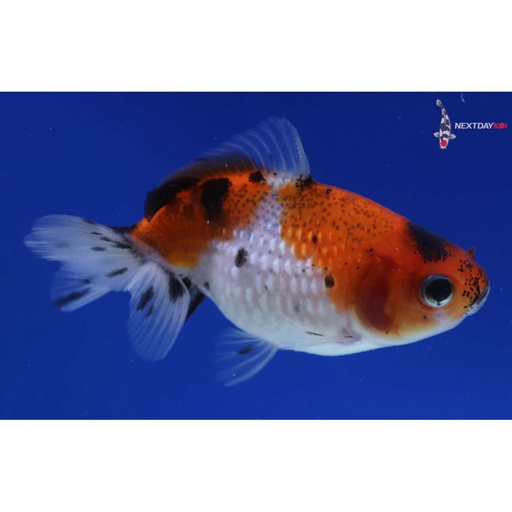 2.5” Imported Calico Pearlscale