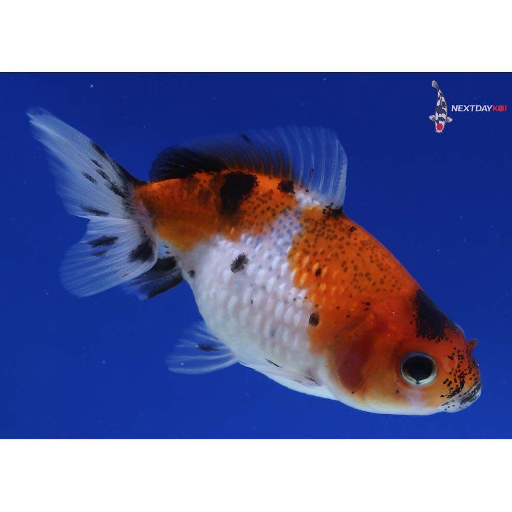 2.5” Imported Calico Pearlscale