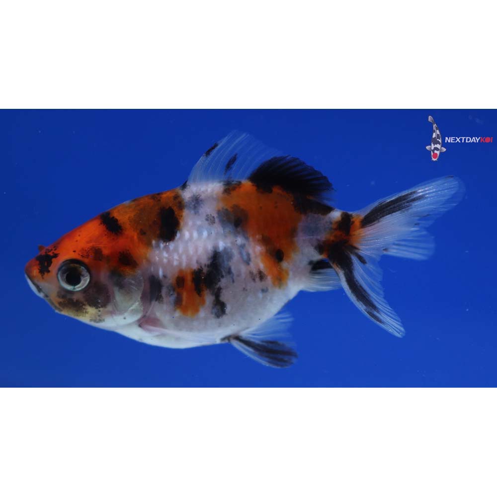 2” Imported Calico Pearlscale
