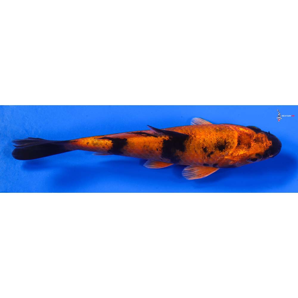 5” Imported Kin Hi Utsuri