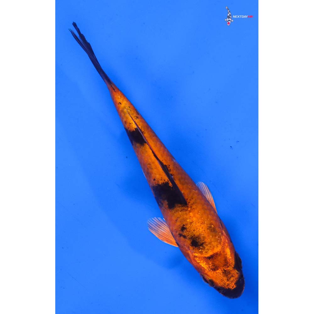 5” Imported Kin Hi Utsuri