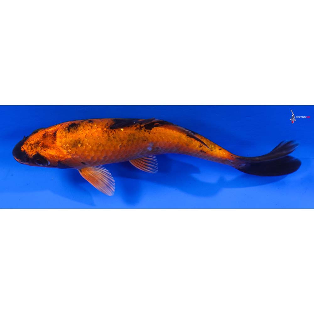 5” Imported Kin Hi Utsuri