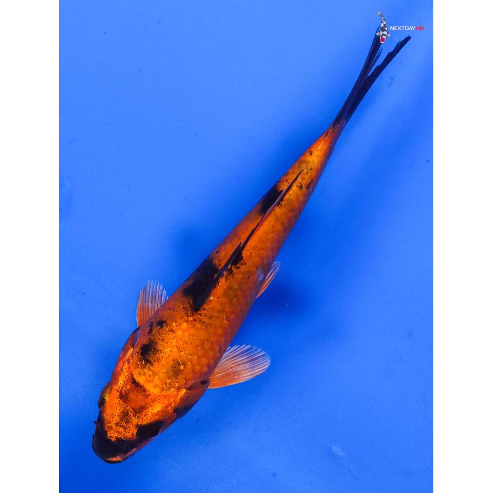 5” Imported Kin Hi Utsuri