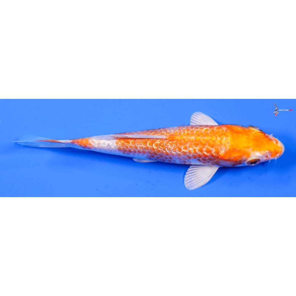 5” Imported Gin Rin Hariwake