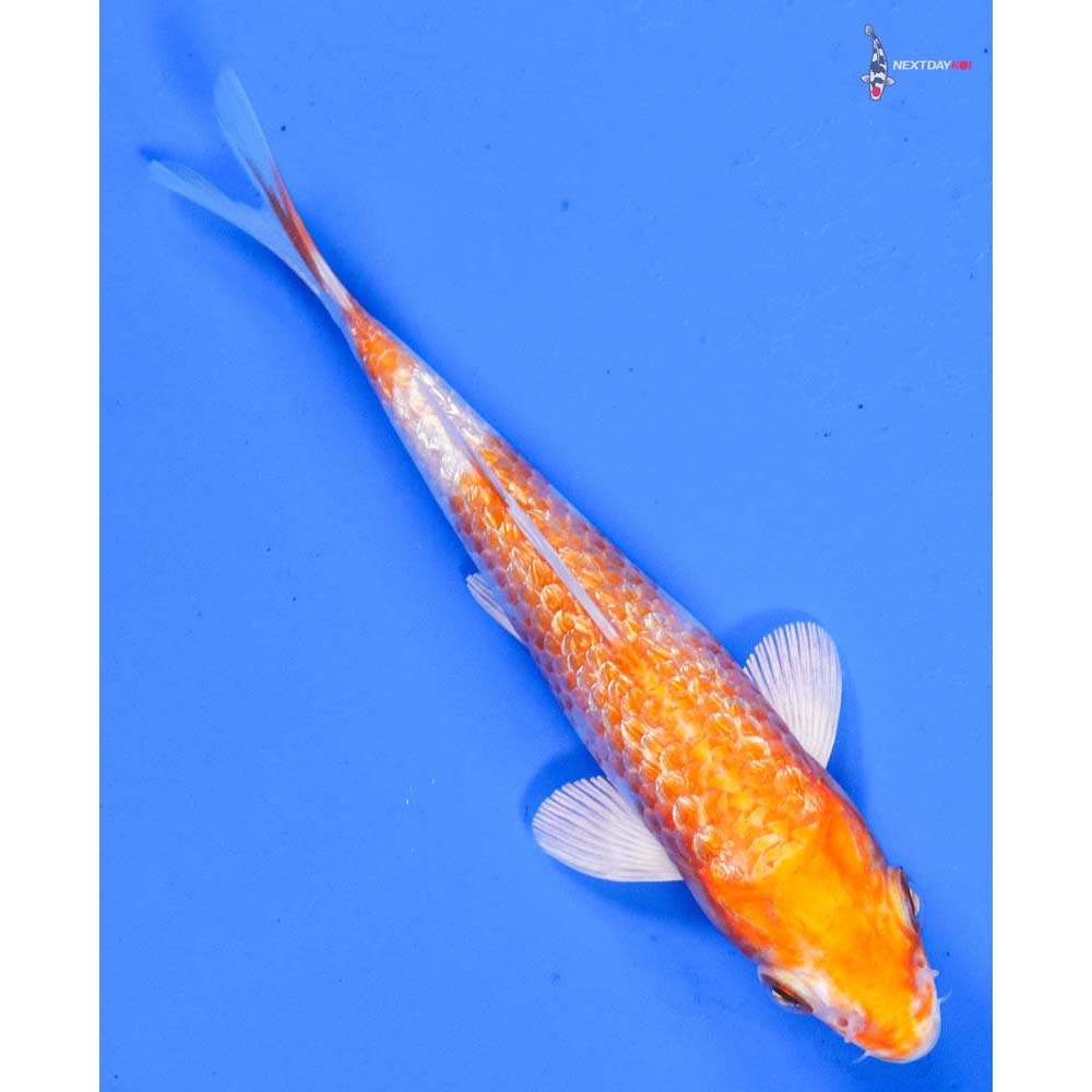 5” Imported Gin Rin Hariwake