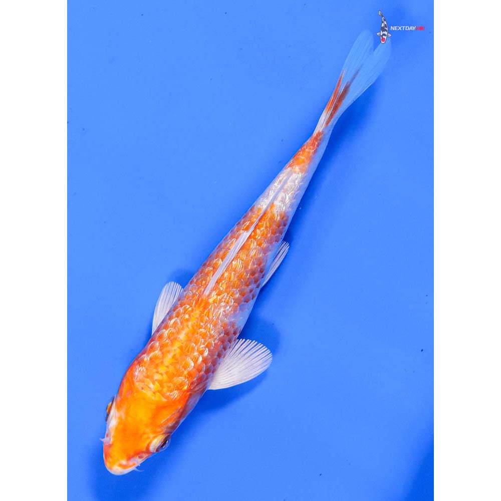 5” Imported Gin Rin Hariwake